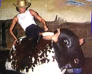 bucking bull photograph